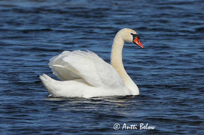 Avainsanat: Cigne mut Knopsvane Knobbelzwaan Mute Swan Kühmnokk-luik Kyhmyjoutsen Cygne tuberculé Höckerschwan Bütykös hattyú Hnúðsvanur Knoppsvane Cisne-vulgar Cygnus olor Cisne Vulgar Knölsvan
