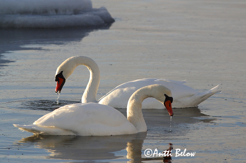 Avainsanat: Cigne mut Knopsvane Knobbelzwaan Mute Swan Kühmnokk-luik Kyhmyjoutsen Cygne tuberculé Höckerschwan Bütykös hattyú Hnúðsvanur Knoppsvane Cisne-vulgar Cygnus olor Cisne Vulgar Knölsvan
