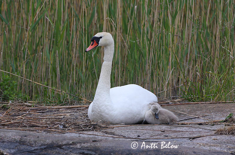 Avainsanat: Cigne mut Knopsvane Knobbelzwaan Mute Swan Kühmnokk-luik Kyhmyjoutsen Cygne tuberculé Höckerschwan Bütykös hattyú Hnúðsvanur Knoppsvane Cisne-vulgar Cygnus olor Cisne Vulgar Knölsvan