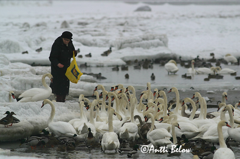 Avainsanat: Cigne mut Knopsvane Knobbelzwaan Mute Swan Kühmnokk-luik Kyhmyjoutsen Cygne tuberculé Höckerschwan Bütykös hattyú Hnúðsvanur Knoppsvane Cisne-vulgar Cygnus olor Cisne Vulgar Knölsvan