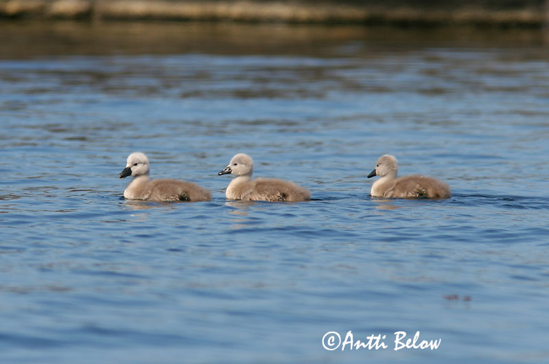 Avainsanat: Cigne mut Knopsvane Knobbelzwaan Mute Swan Kühmnokk-luik Kyhmyjoutsen Cygne tuberculé Höckerschwan Bütykös hattyú Hnúðsvanur Knoppsvane Cisne-vulgar Cygnus olor Cisne Vulgar Knölsvan