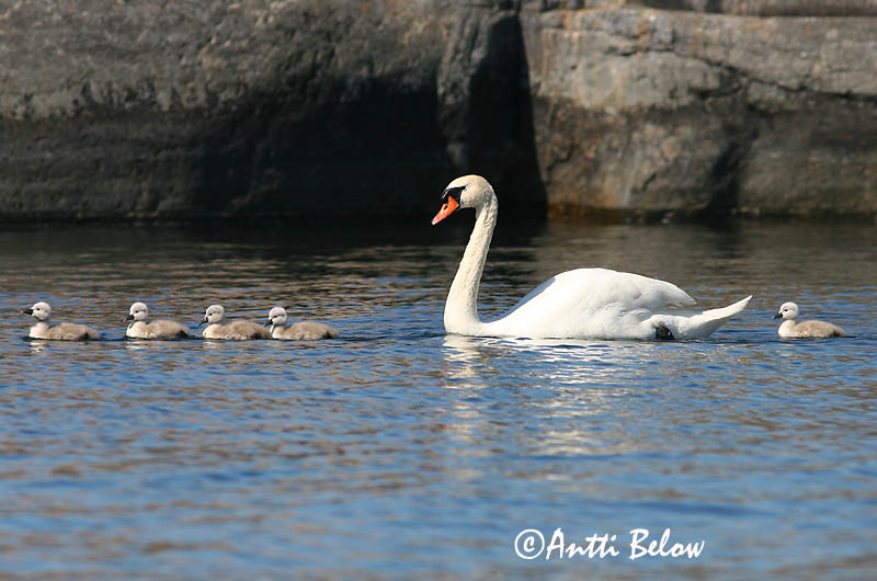 Avainsanat: Cigne mut Knopsvane Knobbelzwaan Mute Swan Kühmnokk-luik Kyhmyjoutsen Cygne tuberculé Höckerschwan Bütykös hattyú Hnúðsvanur Knoppsvane Cisne-vulgar Cygnus olor Cisne Vulgar Knölsvan