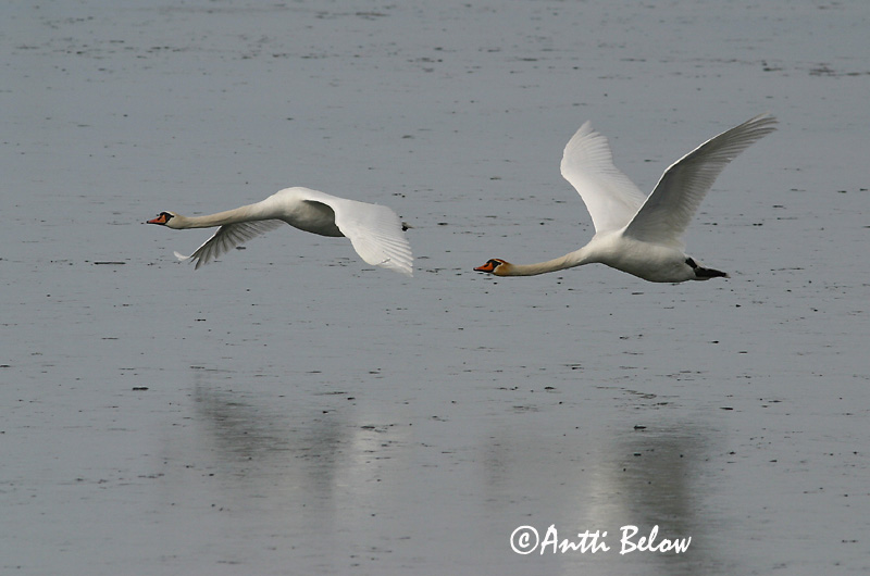 Avainsanat: Cigne mut Knopsvane Knobbelzwaan Mute Swan Kühmnokk-luik Kyhmyjoutsen Cygne tuberculé Höckerschwan Bütykös hattyú Hnúðsvanur Knoppsvane Cisne-vulgar Cygnus olor Cisne Vulgar Knölsvan