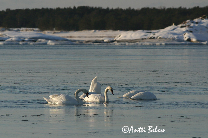 Avainsanat: Cigne mut Knopsvane Knobbelzwaan Mute Swan Kühmnokk-luik Kyhmyjoutsen Cygne tuberculé Höckerschwan Bütykös hattyú Hnúðsvanur Knoppsvane Cisne-vulgar Cygnus olor Cisne Vulgar Knölsvan