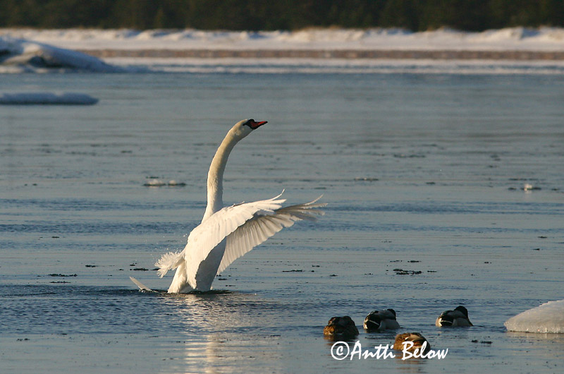 Avainsanat: Cigne mut Knopsvane Knobbelzwaan Mute Swan Kühmnokk-luik Kyhmyjoutsen Cygne tuberculé Höckerschwan Bütykös hattyú Hnúðsvanur Knoppsvane Cisne-vulgar Cygnus olor Cisne Vulgar Knölsvan