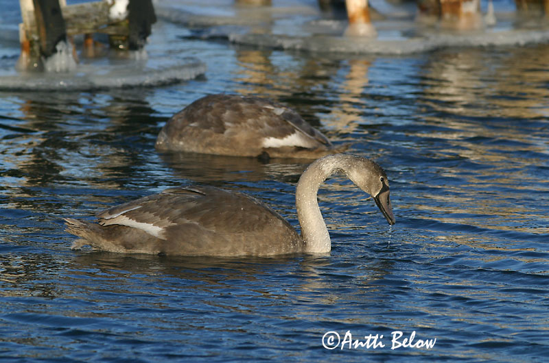 Avainsanat: Cigne mut Knopsvane Knobbelzwaan Mute Swan Kühmnokk-luik Kyhmyjoutsen Cygne tuberculé Höckerschwan Bütykös hattyú Hnúðsvanur Knoppsvane Cisne-vulgar Cygnus olor Cisne Vulgar Knölsvan