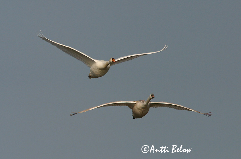 Avainsanat: Cigne mut Knopsvane Knobbelzwaan Mute Swan Kühmnokk-luik Kyhmyjoutsen Cygne tuberculé Höckerschwan Bütykös hattyú Hnúðsvanur Knoppsvane Cisne-vulgar Cygnus olor Cisne Vulgar Knölsvan