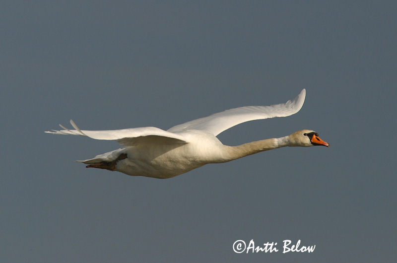 Avainsanat: Cigne mut Knopsvane Knobbelzwaan Mute Swan Kühmnokk-luik Kyhmyjoutsen Cygne tuberculé Höckerschwan Bütykös hattyú Hnúðsvanur Knoppsvane Cisne-vulgar Cygnus olor Cisne Vulgar Knölsvan