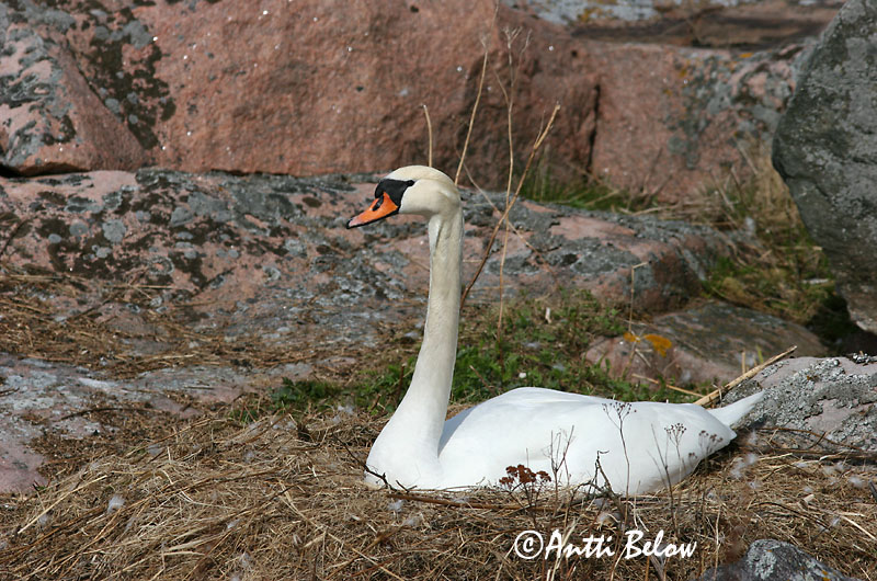 Avainsanat: Cigne mut Knopsvane Knobbelzwaan Mute Swan Kühmnokk-luik Kyhmyjoutsen Cygne tuberculé Höckerschwan Bütykös hattyú Hnúðsvanur Knoppsvane Cisne-vulgar Cygnus olor Cisne Vulgar Knölsvan