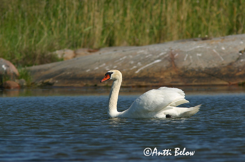 Avainsanat: Cigne mut Knopsvane Knobbelzwaan Mute Swan Kühmnokk-luik Kyhmyjoutsen Cygne tuberculé Höckerschwan Bütykös hattyú Hnúðsvanur Knoppsvane Cisne-vulgar Cygnus olor Cisne Vulgar Knölsvan