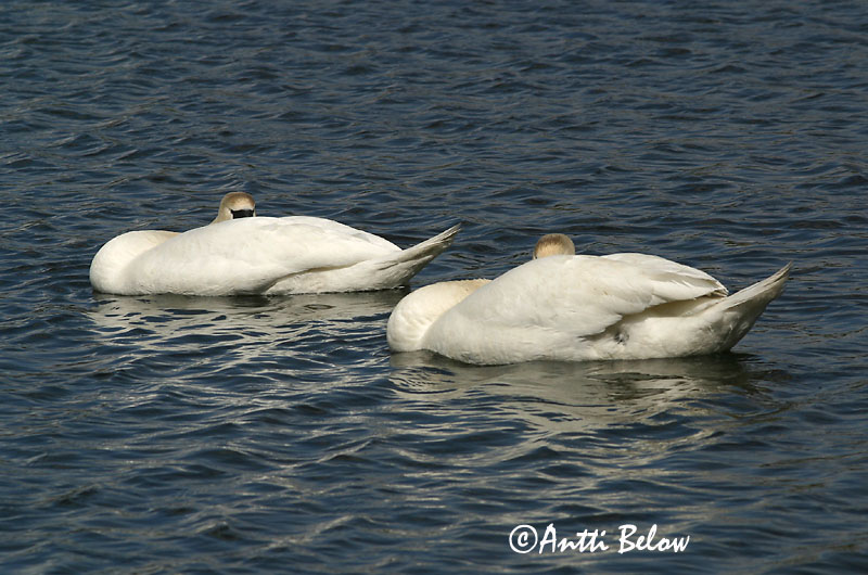 Avainsanat: Cigne mut Knopsvane Knobbelzwaan Mute Swan Kühmnokk-luik Kyhmyjoutsen Cygne tuberculé Höckerschwan Bütykös hattyú Hnúðsvanur Knoppsvane Cisne-vulgar Cygnus olor Cisne Vulgar Knölsvan
