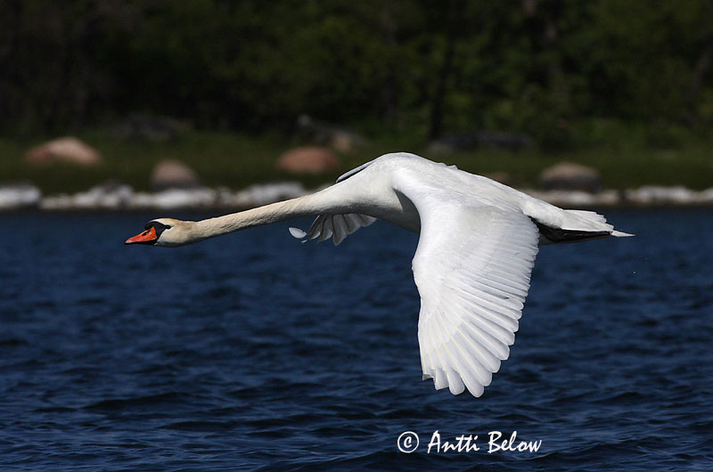Avainsanat: Cigne mut Knopsvane Knobbelzwaan Mute Swan Kühmnokk-luik Kyhmyjoutsen Cygne tuberculé Höckerschwan Bütykös hattyú Hnúðsvanur Knoppsvane Cisne-vulgar Cygnus olor Cisne Vulgar Knölsvan
