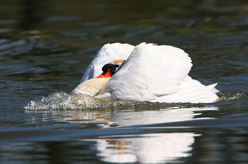 Avainsanat: Cigne mut Knopsvane Knobbelzwaan Mute Swan Kühmnokk-luik Kyhmyjoutsen Cygne tuberculé Höckerschwan Bütykös hattyú Hnúðsvanur Knoppsvane Cisne-vulgar Cygnus olor Cisne Vulgar Knölsvan