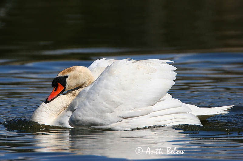 Avainsanat: Cigne mut Knopsvane Knobbelzwaan Mute Swan Kühmnokk-luik Kyhmyjoutsen Cygne tuberculé Höckerschwan Bütykös hattyú Hnúðsvanur Knoppsvane Cisne-vulgar Cygnus olor Cisne Vulgar Knölsvan