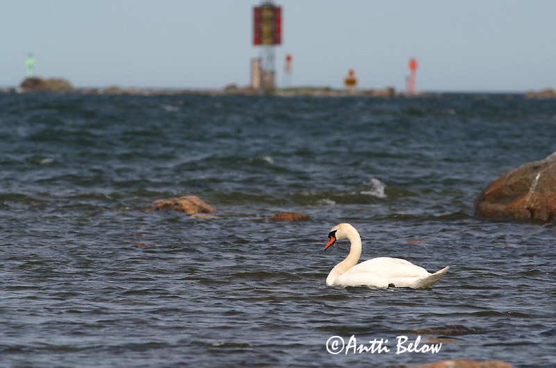 Avainsanat: Cigne mut Knopsvane Knobbelzwaan Mute Swan Kühmnokk-luik Kyhmyjoutsen Cygne tuberculé Höckerschwan Bütykös hattyú Hnúðsvanur Knoppsvane Cisne-vulgar Cygnus olor Cisne Vulgar Knölsvan