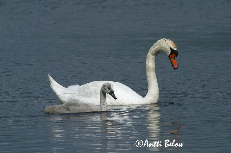 Avainsanat: Cigne mut Knopsvane Knobbelzwaan Mute Swan Kühmnokk-luik Kyhmyjoutsen Cygne tuberculé Höckerschwan Bütykös hattyú Hnúðsvanur Knoppsvane Cisne-vulgar Cygnus olor Cisne Vulgar Knölsvan
