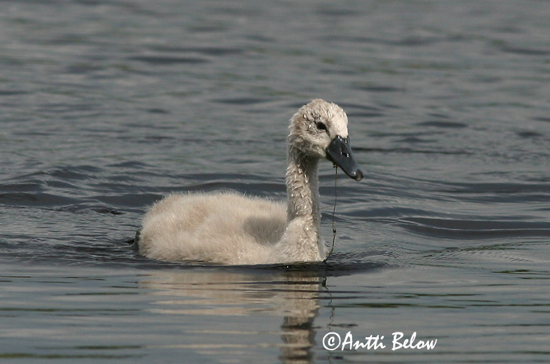 Avainsanat: Cigne mut Knopsvane Knobbelzwaan Mute Swan Kühmnokk-luik Kyhmyjoutsen Cygne tuberculé Höckerschwan Bütykös hattyú Hnúðsvanur Knoppsvane Cisne-vulgar Cygnus olor Cisne Vulgar Knölsvan