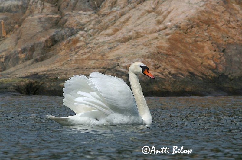 Avainsanat: Cigne mut Knopsvane Knobbelzwaan Mute Swan Kühmnokk-luik Kyhmyjoutsen Cygne tuberculé Höckerschwan Bütykös hattyú Hnúðsvanur Knoppsvane Cisne-vulgar Cygnus olor Cisne Vulgar Knölsvan