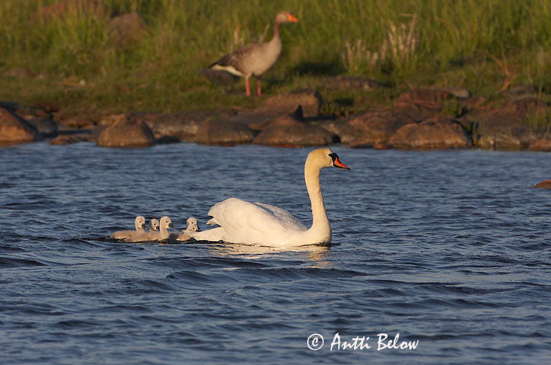Avainsanat: Cigne mut Knopsvane Knobbelzwaan Mute Swan Kühmnokk-luik Kyhmyjoutsen Cygne tuberculé Höckerschwan Bütykös hattyú Hnúðsvanur Knoppsvane Cisne-vulgar Cygnus olor Cisne Vulgar Knölsvan