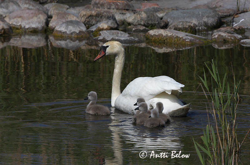Avainsanat: Cigne mut Knopsvane Knobbelzwaan Mute Swan Kühmnokk-luik Kyhmyjoutsen Cygne tuberculé Höckerschwan Bütykös hattyú Hnúðsvanur Knoppsvane Cisne-vulgar Cygnus olor Cisne Vulgar Knölsvan