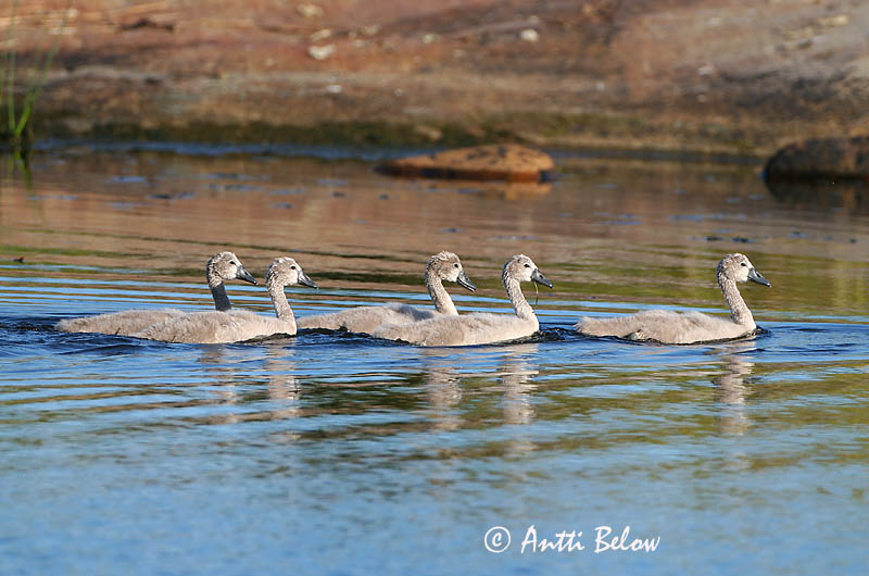 Avainsanat: Cigne mut Knopsvane Knobbelzwaan Mute Swan Kühmnokk-luik Kyhmyjoutsen Cygne tuberculé Höckerschwan Bütykös hattyú Hnúðsvanur Knoppsvane Cisne-vulgar Cygnus olor Cisne Vulgar Knölsvan