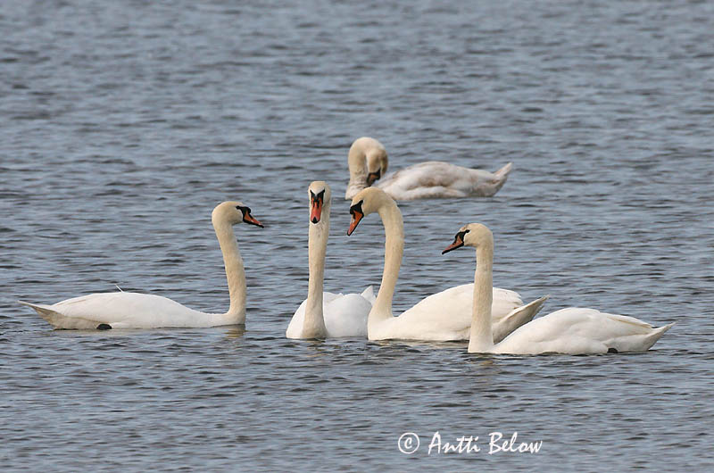 Avainsanat: Cigne mut Knopsvane Knobbelzwaan Mute Swan Kühmnokk-luik Kyhmyjoutsen Cygne tuberculé Höckerschwan Bütykös hattyú Hnúðsvanur Knoppsvane Cisne-vulgar Cygnus olor Cisne Vulgar Knölsvan