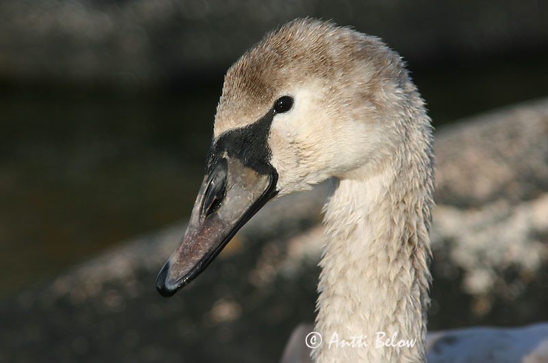 Avainsanat: Cigne mut Knopsvane Knobbelzwaan Mute Swan Kühmnokk-luik Kyhmyjoutsen Cygne tuberculé Höckerschwan Bütykös hattyú Hnúðsvanur Knoppsvane Cisne-vulgar Cygnus olor Cisne Vulgar Knölsvan