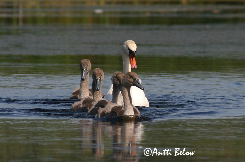 Avainsanat: Cigne mut Knopsvane Knobbelzwaan Mute Swan Kühmnokk-luik Kyhmyjoutsen Cygne tuberculé Höckerschwan Bütykös hattyú Hnúðsvanur Knoppsvane Cisne-vulgar Cygnus olor Cisne Vulgar Knölsvan