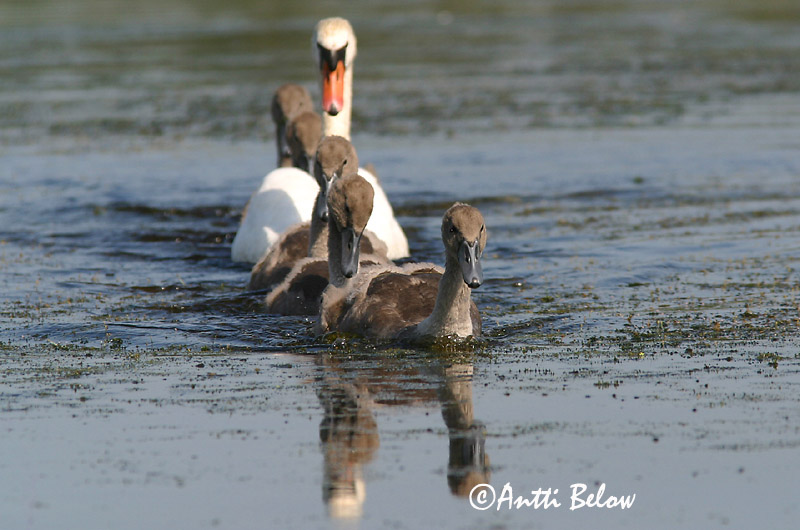 Avainsanat: Cigne mut Knopsvane Knobbelzwaan Mute Swan Kühmnokk-luik Kyhmyjoutsen Cygne tuberculé Höckerschwan Bütykös hattyú Hnúðsvanur Knoppsvane Cisne-vulgar Cygnus olor Cisne Vulgar Knölsvan