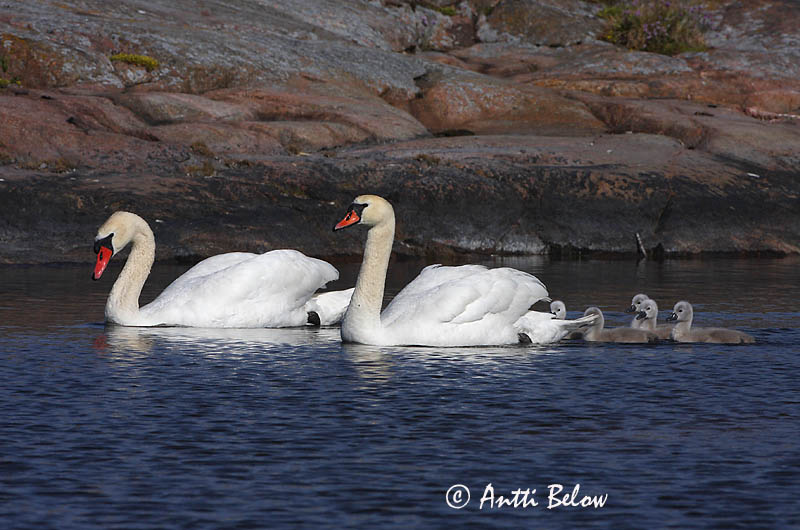 Avainsanat: Cigne mut Knopsvane Knobbelzwaan Mute Swan Kühmnokk-luik Kyhmyjoutsen Cygne tuberculé Höckerschwan Bütykös hattyú Hnúðsvanur Knoppsvane Cisne-vulgar Cygnus olor Cisne Vulgar Knölsvan