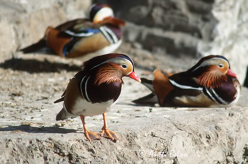 Avainsanat: Ànec mandarí Mandarinand Mandarijneend Mandarin Duck Mandariinisorsa Canard mandarin Mandarinente Mandarinréce Mandarínönd Mandarinand Pato-mandarim Aix galericulata Pato Mandarín Mandarinand