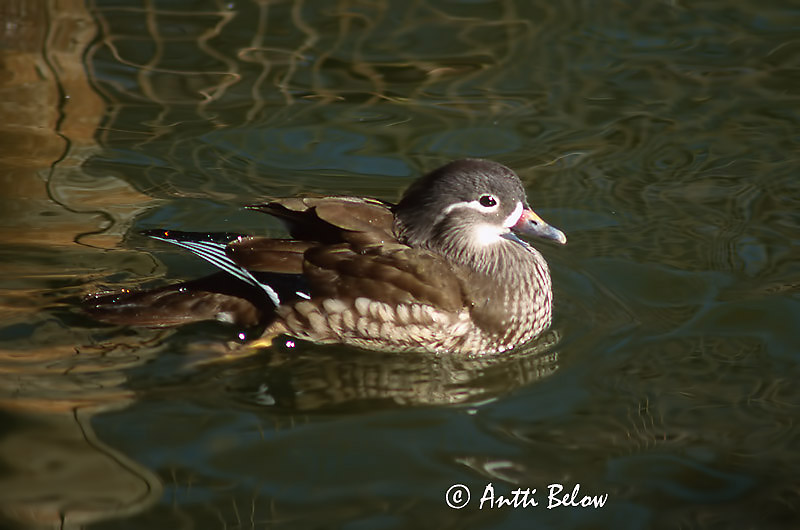 Avainsanat: Ànec mandarí Mandarinand Mandarijneend Mandarin Duck Mandariinisorsa Canard mandarin Mandarinente Mandarinréce Mandarínönd Mandarinand Pato-mandarim Aix galericulata Pato Mandarín Mandarinand
