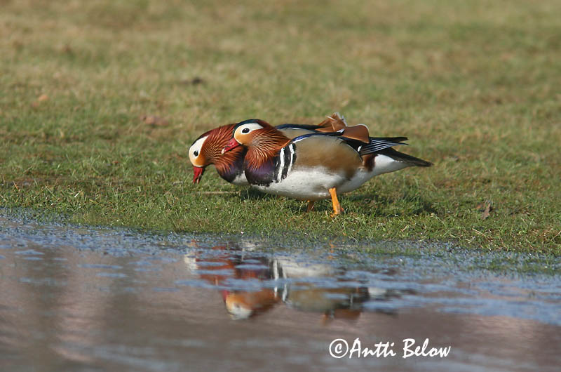 Avainsanat: Ànec mandarí Mandarinand Mandarijneend Mandarin Duck Mandariinisorsa Canard mandarin Mandarinente Mandarinréce Mandarínönd Mandarinand Pato-mandarim Aix galericulata Pato Mandarín Mandarinand
