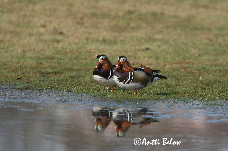Helsinki, Finland
4/2006
Avainsanat: Ànec mandarí Mandarinand Mandarijneend Mandarin Duck Mandariinisorsa Canard mandarin Mandarinente Mandarinréce Mandarínönd Mandarinand Pato-mandarim Aix galericulata Pato Mandarín Mandarinand
