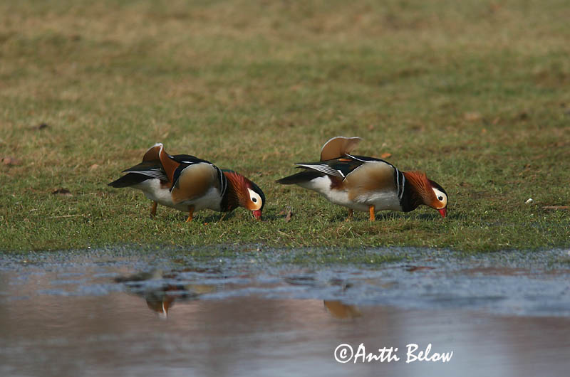 Helsinki, Finland
4/2006
Avainsanat: Ànec mandarí Mandarinand Mandarijneend Mandarin Duck Mandariinisorsa Canard mandarin Mandarinente Mandarinréce Mandarínönd Mandarinand Pato-mandarim Aix galericulata Pato Mandarín Mandarinand