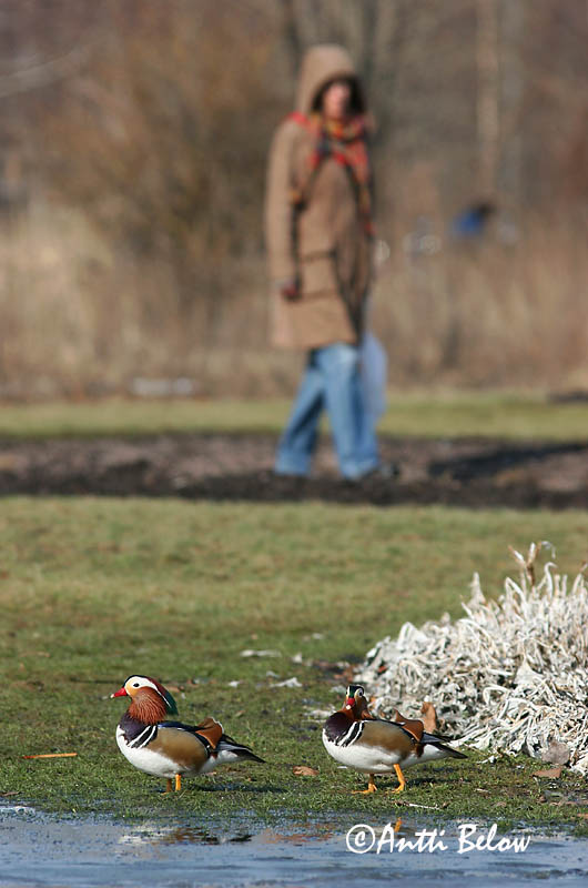 Helsinki, Finland
4/2006
Avainsanat: Ànec mandarí Mandarinand Mandarijneend Mandarin Duck Mandariinisorsa Canard mandarin Mandarinente Mandarinréce Mandarínönd Mandarinand Pato-mandarim Aix galericulata Pato Mandarín Mandarinand