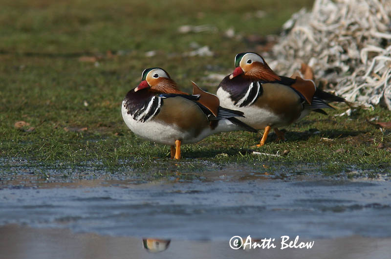 Avainsanat: Ànec mandarí Mandarinand Mandarijneend Mandarin Duck Mandariinisorsa Canard mandarin Mandarinente Mandarinréce Mandarínönd Mandarinand Pato-mandarim Aix galericulata Pato Mandarín Mandarinand