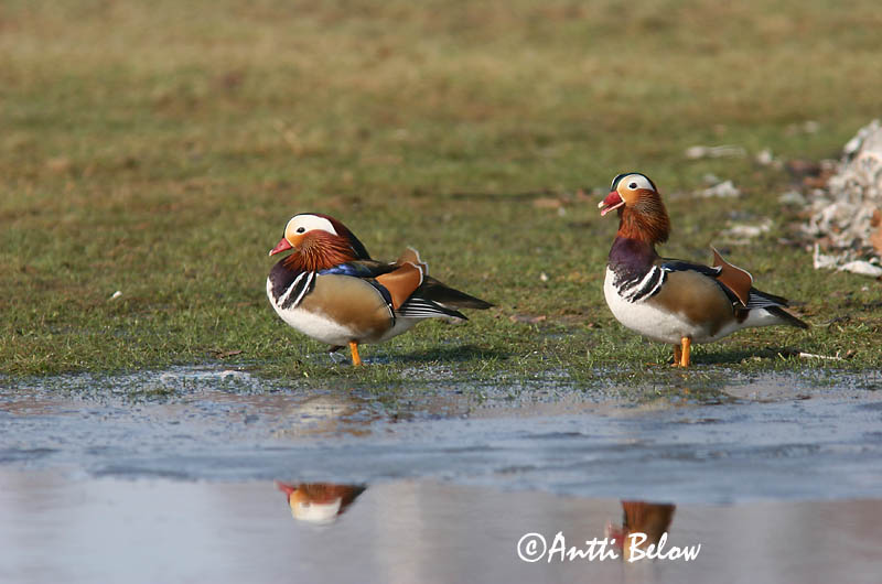 Helsinki, Finland
4/2006
Avainsanat: Ànec mandarí Mandarinand Mandarijneend Mandarin Duck Mandariinisorsa Canard mandarin Mandarinente Mandarinréce Mandarínönd Mandarinand Pato-mandarim Aix galericulata Pato Mandarín Mandarinand