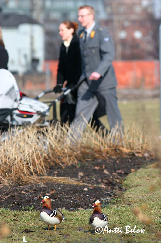 Helsinki, Finland
4/2006
Avainsanat: Ànec mandarí Mandarinand Mandarijneend Mandarin Duck Mandariinisorsa Canard mandarin Mandarinente Mandarinréce Mandarínönd Mandarinand Pato-mandarim Aix galericulata Pato Mandarín Mandarinand