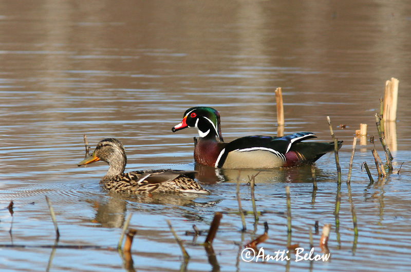 Avainsanat: Carolinaeend Wood Duck Morsiosorsa Canard carolin Brautente Brudeand Aix sponsa Pato Joyuyo Brudand