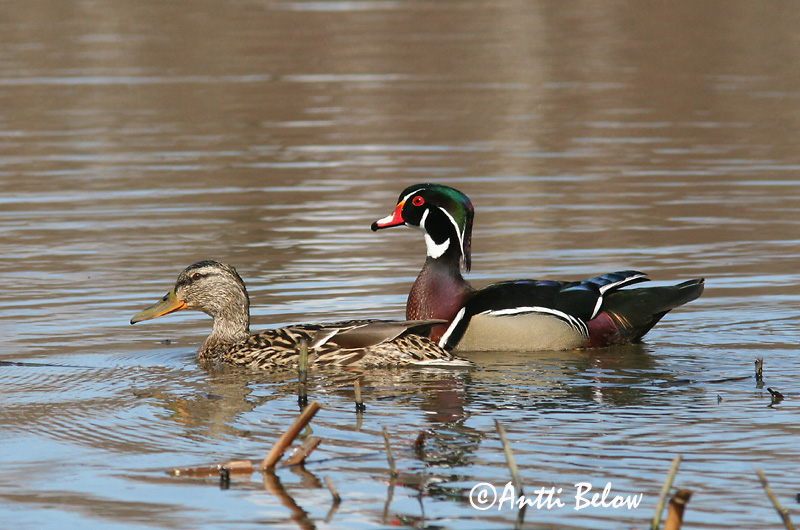 Avainsanat: Carolinaeend Wood Duck Morsiosorsa Canard carolin Brautente Brudeand Aix sponsa Pato Joyuyo Brudand