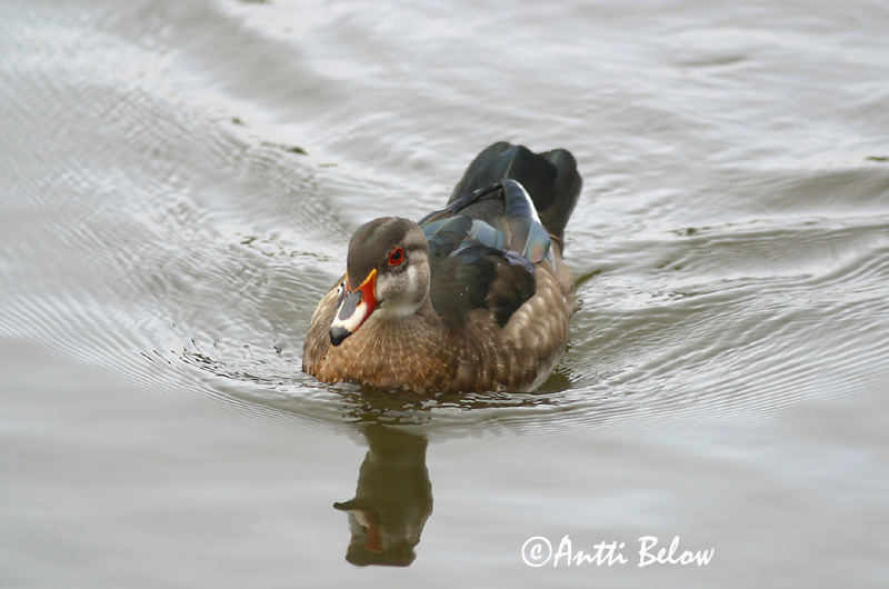Avainsanat: Carolinaeend Wood Duck Morsiosorsa Canard carolin Brautente Brudeand Aix sponsa Pato Joyuyo Brudand