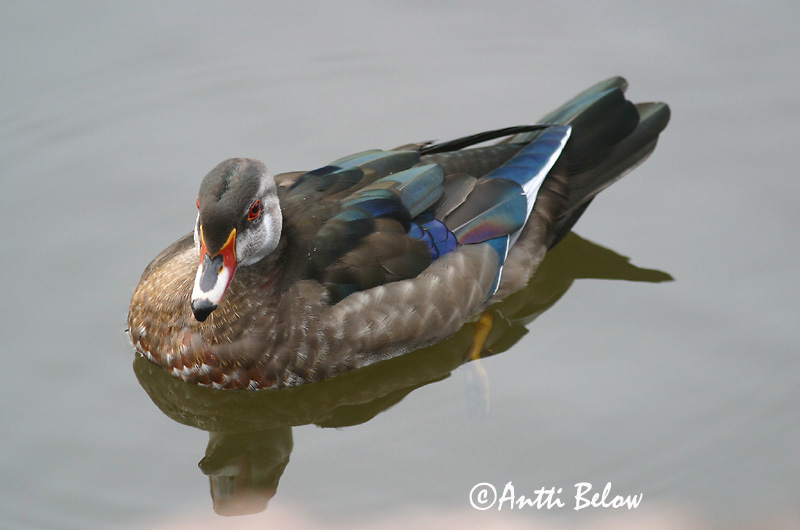 Avainsanat: Carolinaeend Wood Duck Morsiosorsa Canard carolin Brautente Brudeand Aix sponsa Pato Joyuyo Brudand