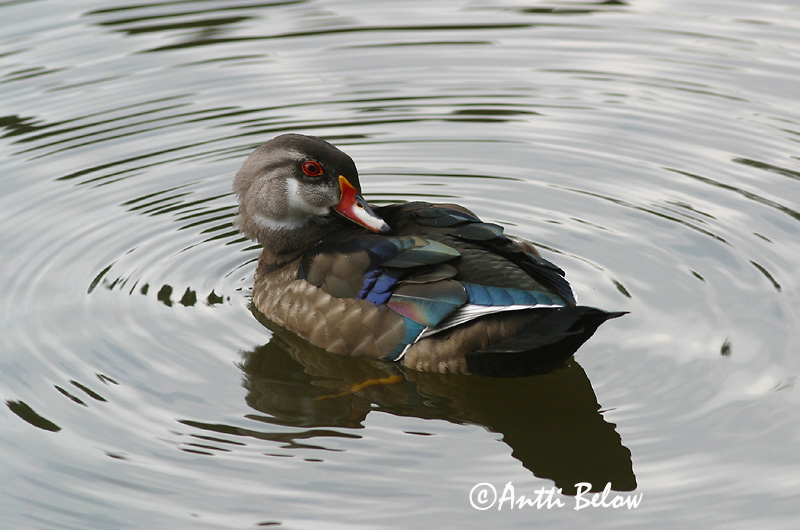 Avainsanat: Carolinaeend Wood Duck Morsiosorsa Canard carolin Brautente Brudeand Aix sponsa Pato Joyuyo Brudand