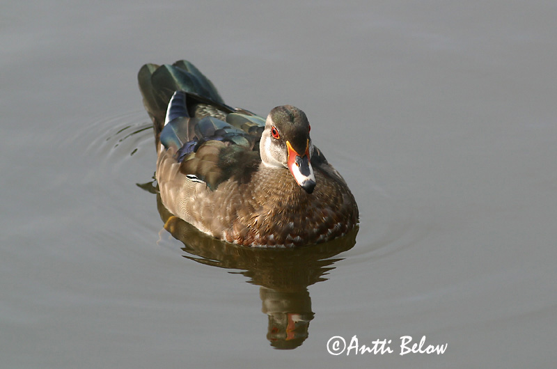 Avainsanat: Carolinaeend Wood Duck Morsiosorsa Canard carolin Brautente Brudeand Aix sponsa Pato Joyuyo Brudand