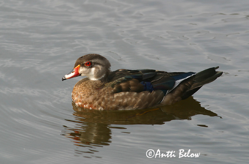 Avainsanat: Carolinaeend Wood Duck Morsiosorsa Canard carolin Brautente Brudeand Aix sponsa Pato Joyuyo Brudand