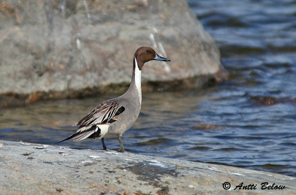 Avainsanat: Ànec cuallarg Spidsand Pijlstaart Northern Pintail Soopart Jouhisorsa Canard pilet Spießente Nyílfarkú réce Grafönd Stjertand Arrabio Anas acuta Anade Rabudo Stjärtand