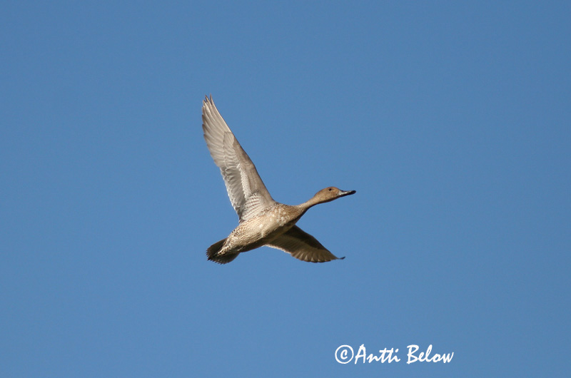 Avainsanat: Ànec cuallarg Spidsand Pijlstaart Northern Pintail Soopart Jouhisorsa Canard pilet Spießente Nyílfarkú réce Grafönd Stjertand Arrabio Anas acuta Anade Rabudo Stjärtand