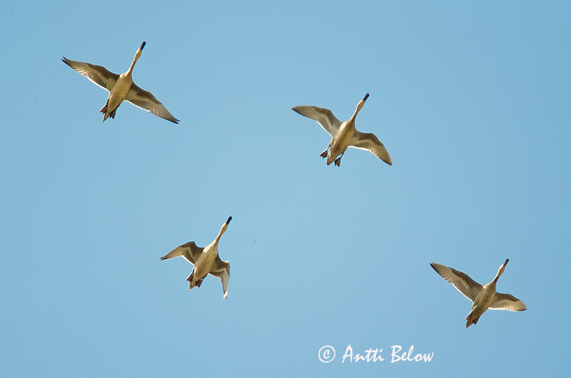 scanned
Avainsanat: Ànec cuallarg Spidsand Pijlstaart Northern Pintail Soopart Jouhisorsa Canard pilet Spießente Nyílfarkú réce Grafönd Stjertand Arrabio Anas acuta Anade Rabudo Stjärtand
