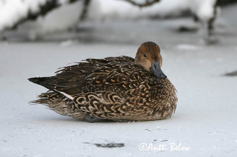 Avainsanat: Ànec cuallarg Spidsand Pijlstaart Northern Pintail Soopart Jouhisorsa Canard pilet Spießente Nyílfarkú réce Grafönd Stjertand Arrabio Anas acuta Anade Rabudo Stjärtand